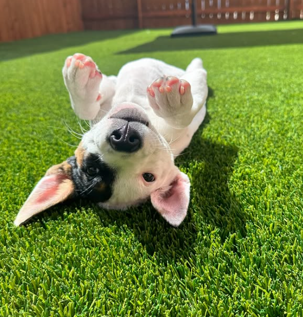 Lobo Austin, LLC photo 3