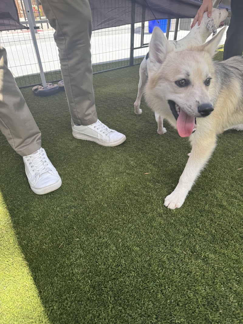 Lola's Rescue
