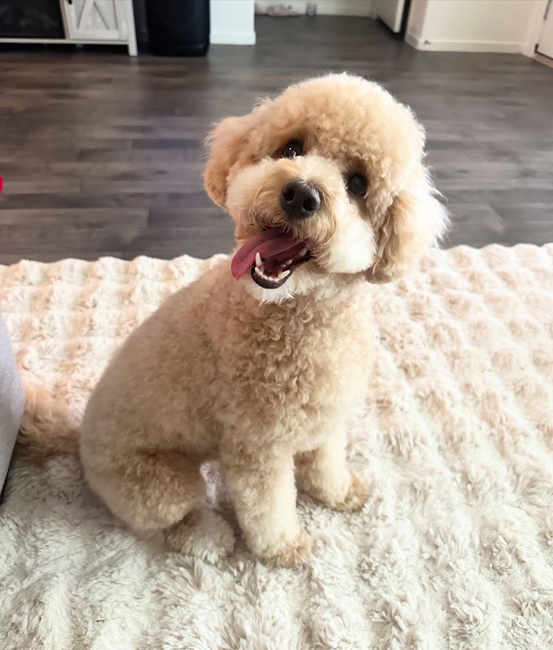 Lovely Dog Grooming & Daycare photo 3