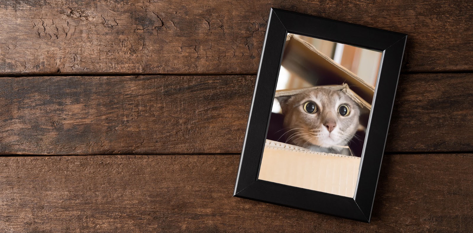Loyal Companion Pet Cremation and Care