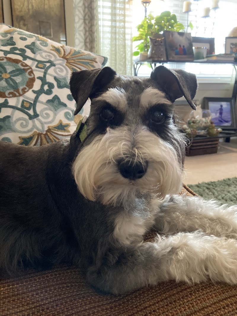 Lucky Dog Grooming photo 2