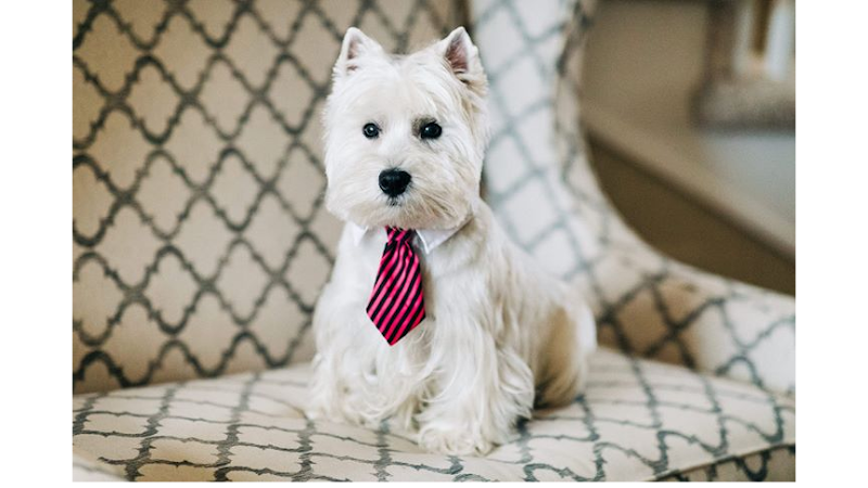 Lucky Dog Grooming