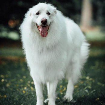 Lucky Dog Grooming photo 2