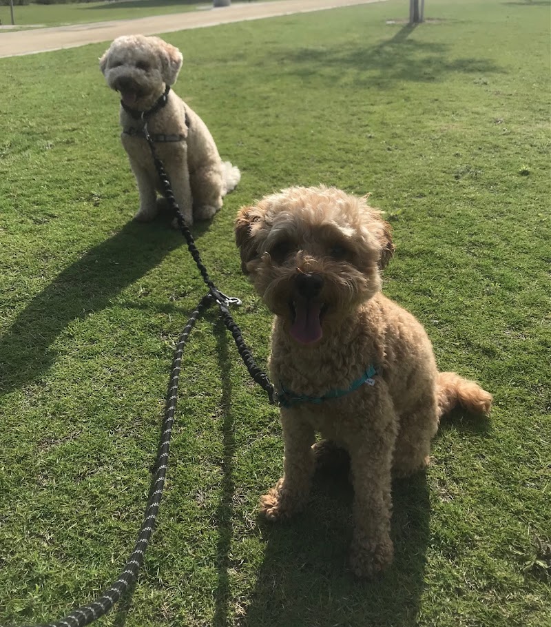 Lucky Dog Walking San Diego photo 2