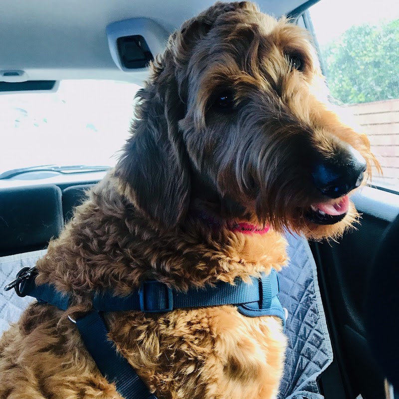 Lucky Dog Walking San Diego photo 3