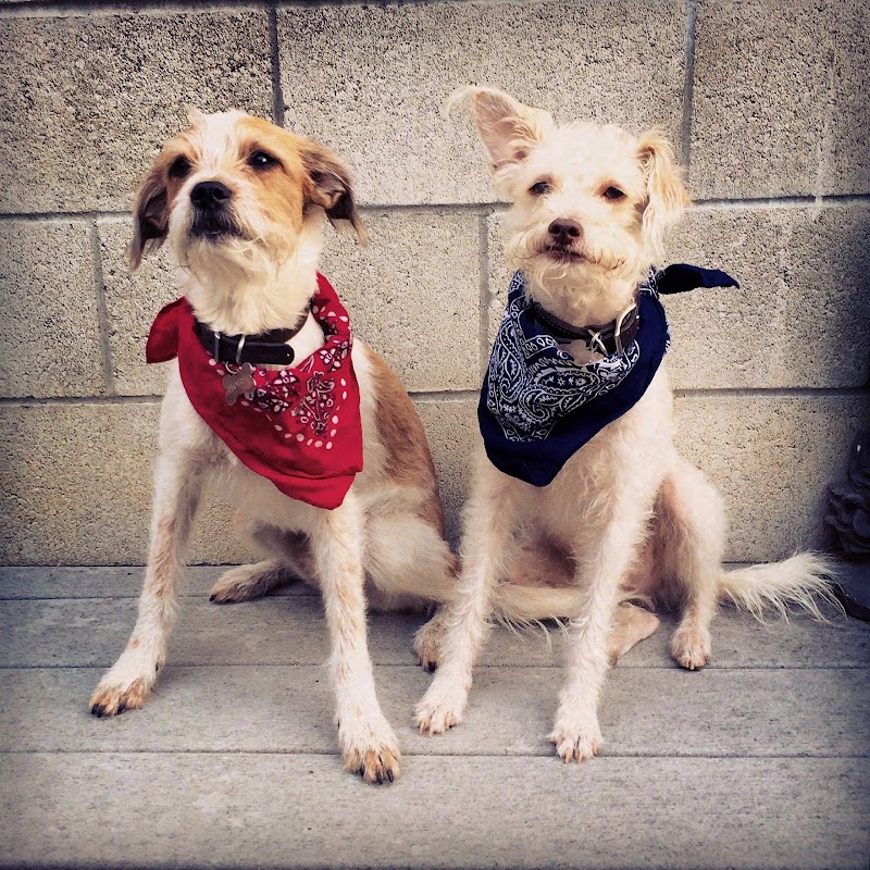 Lucky Pup Dog Rescue of San DIego photo 2