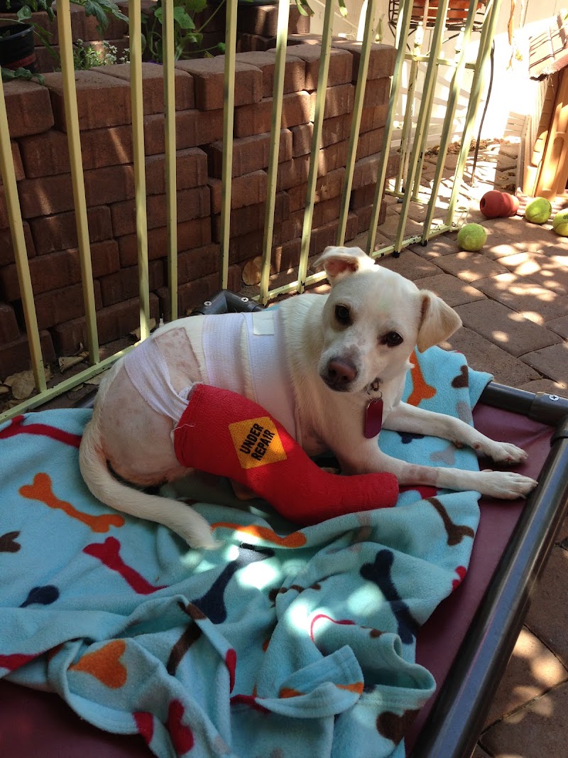 Lucky Pup Dog Rescue of San DIego photo 3