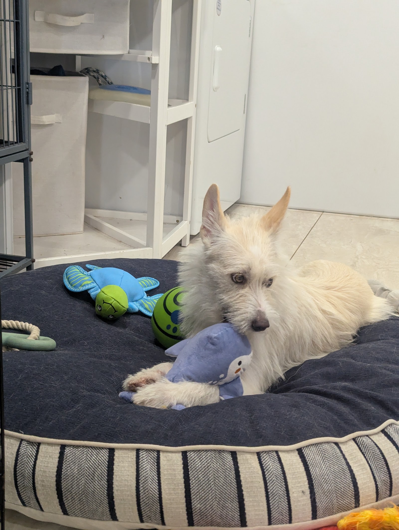 Lucky Pups Dog Rescue