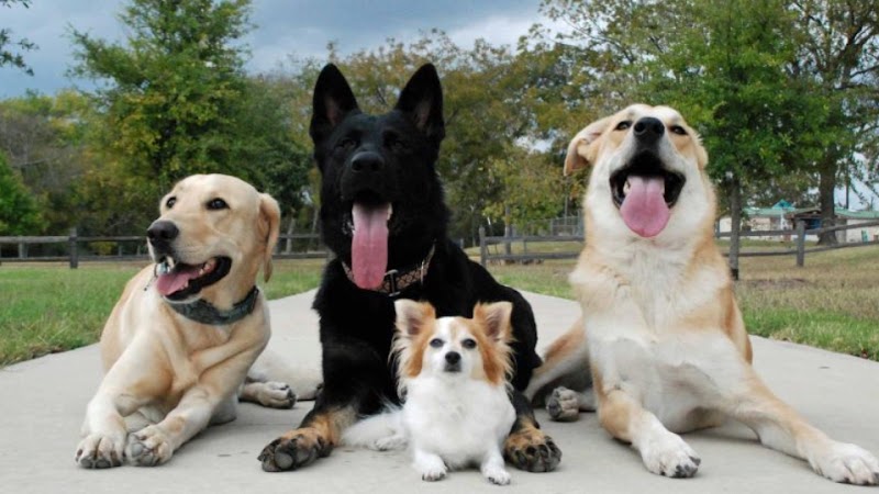 Lucky Star Dog Training