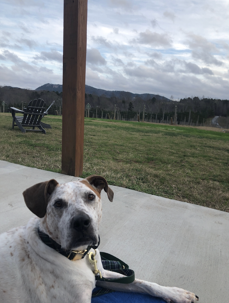 Lucky Star Dog Training photo 2