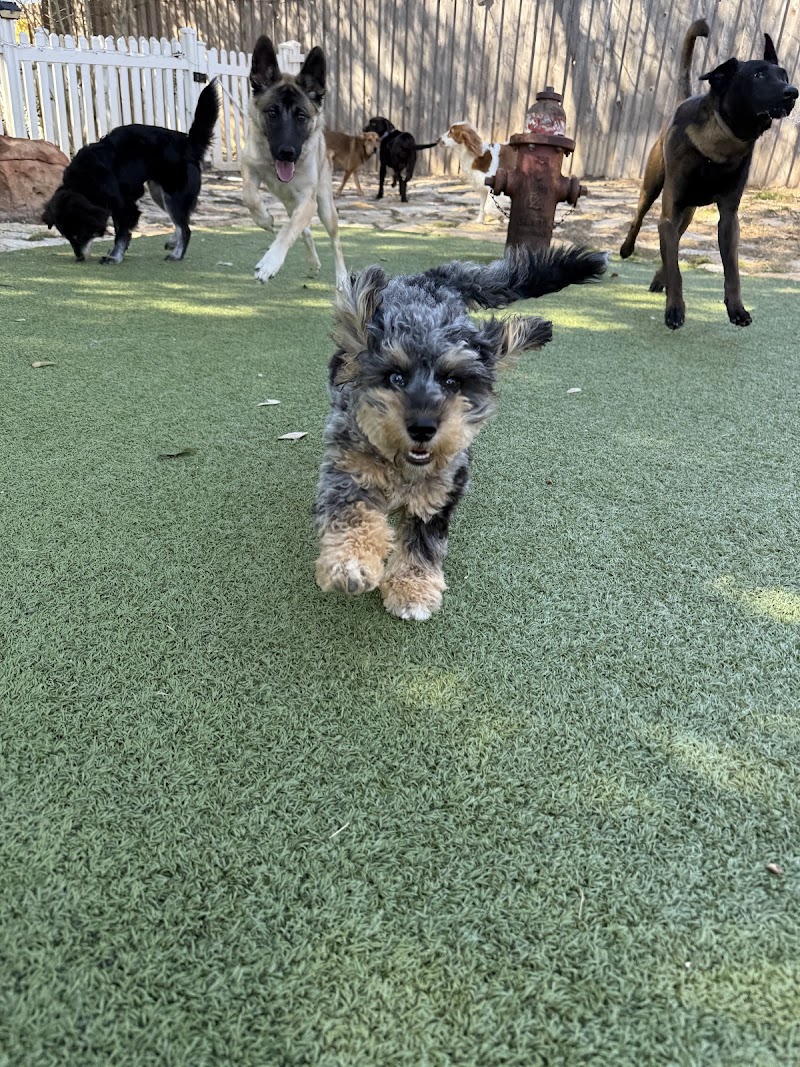 Lucky Star Dog Training photo 3