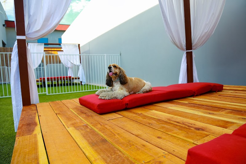 Luxe Pet Hotels