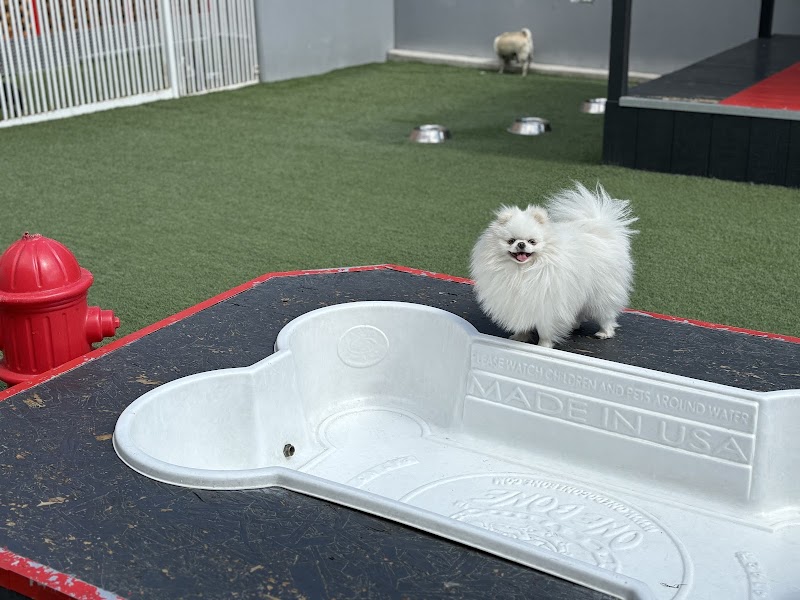 Luxe Pet Hotels photo 3