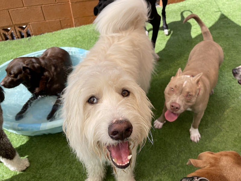 LV Dog Resort II photo 3