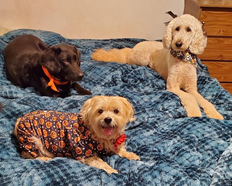 Lynns Loving Pet Care (cage-free kennel free in my home) photo 3