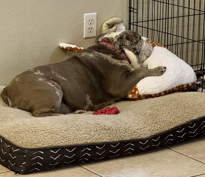 M Jane Summerlin Pet Sitter Las Vegas