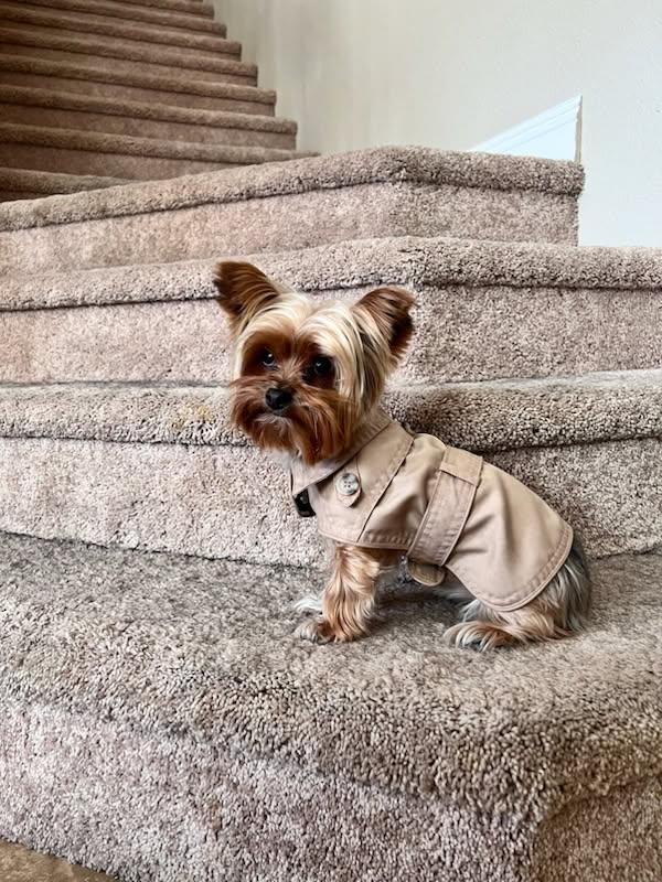 M Jane Summerlin Pet Sitter Las Vegas photo 2