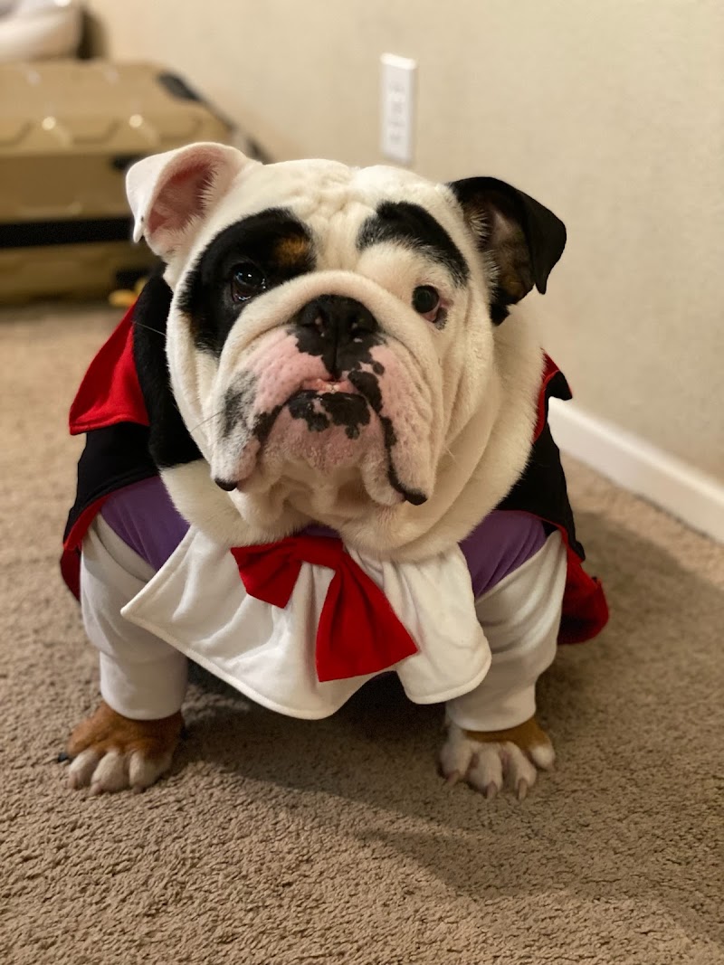 M Jane Summerlin Pet Sitter Las Vegas photo 3