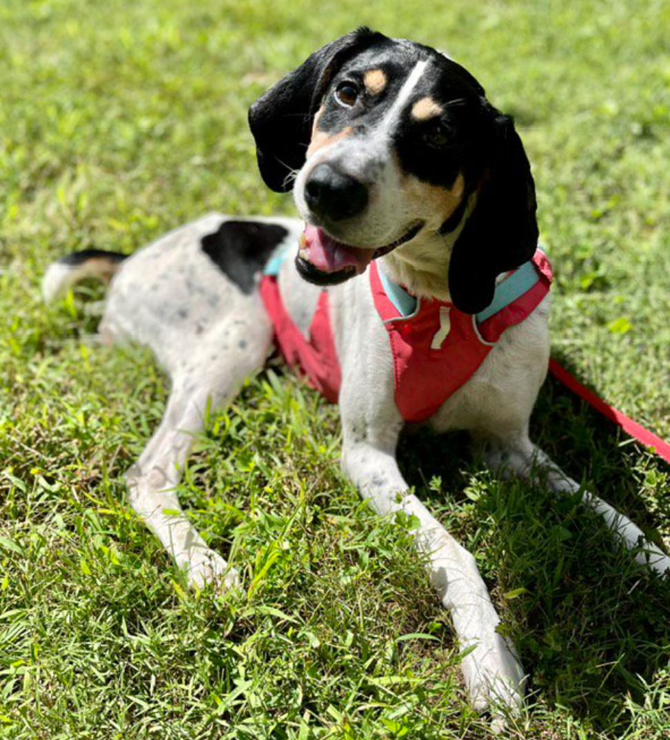 Madison County Animal Services