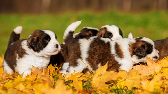 Magnolia Pet Wellness Center