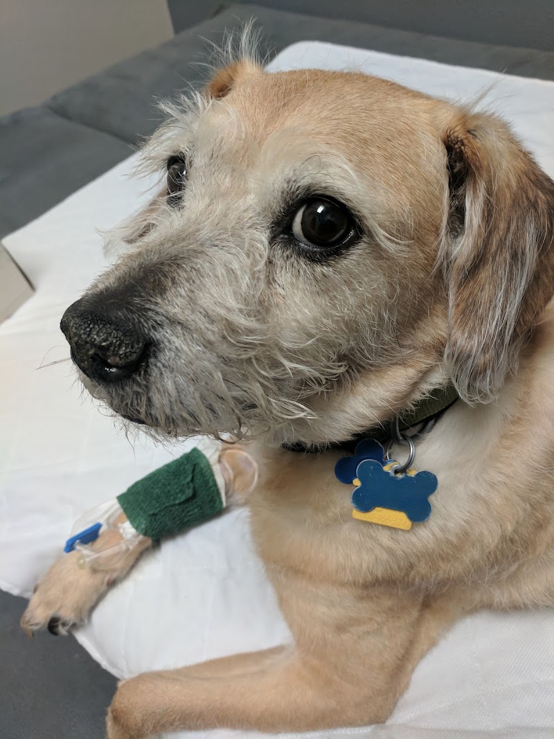 Magnolia Pet Wellness Center photo 2