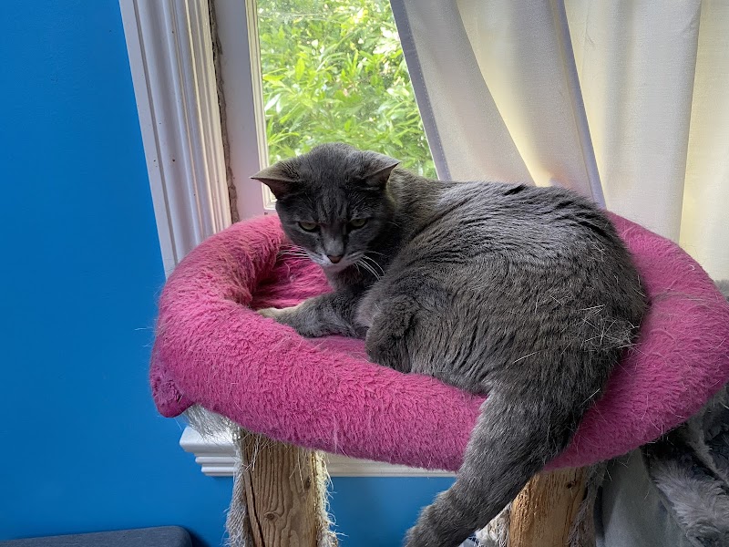 Maid For Your Pet photo 2