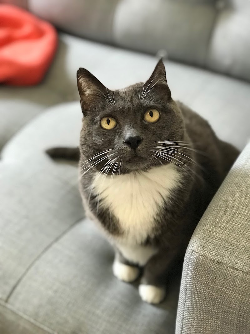 Maid For Your Pet photo 3