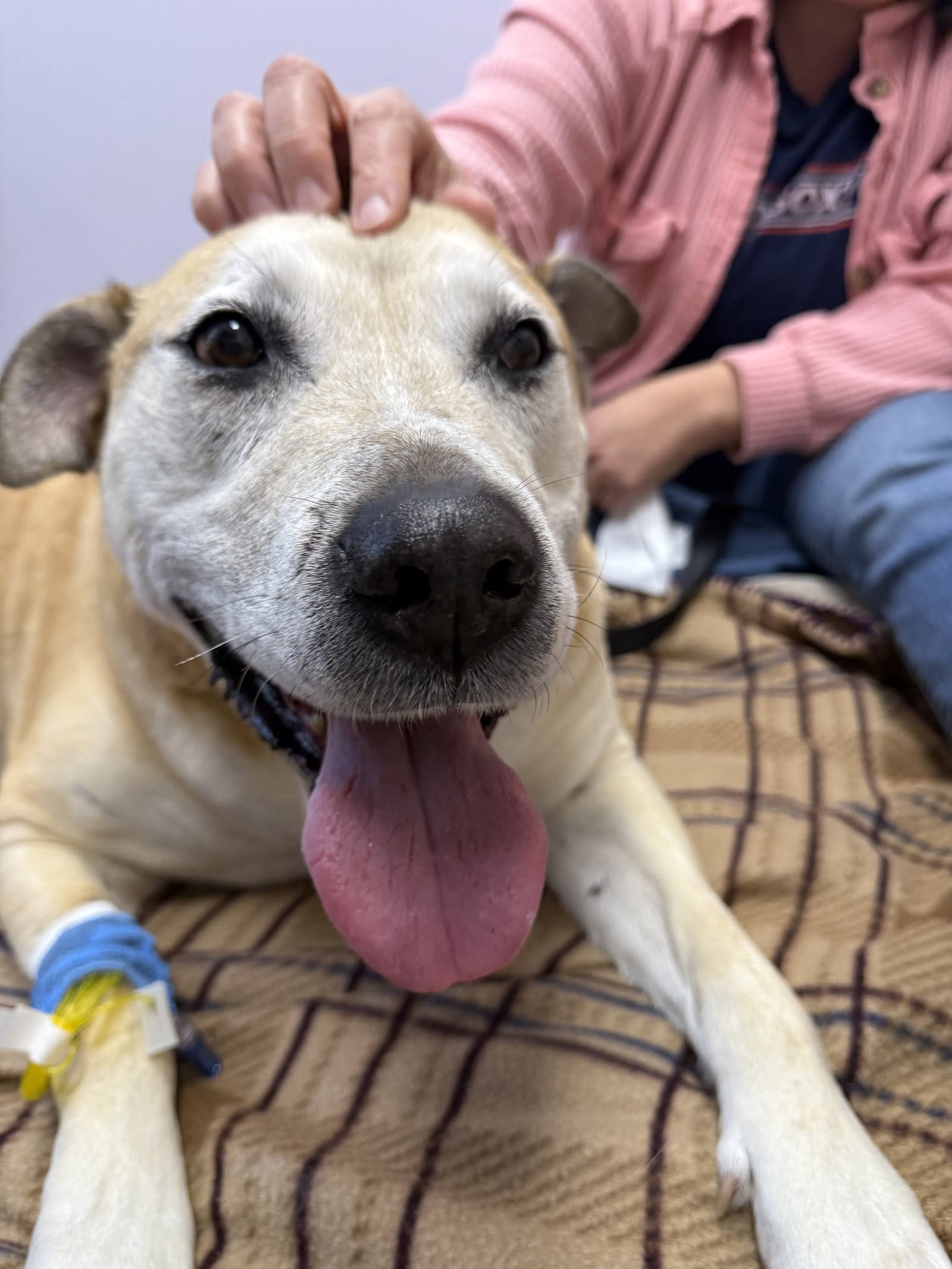 Maine Veterinary Medical Center