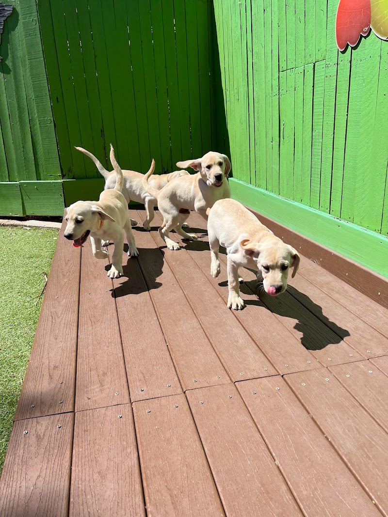 Man-K9 - San Diego Dog Training photo 2