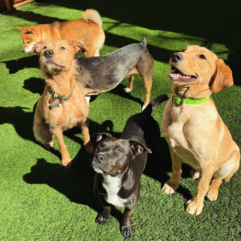 Manhattan Pawffice