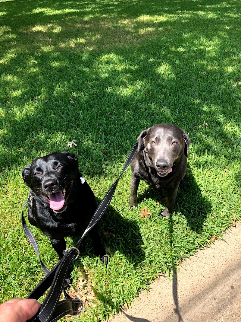 Mary's Buddies Dog Walking & Pet Sitting photo 3