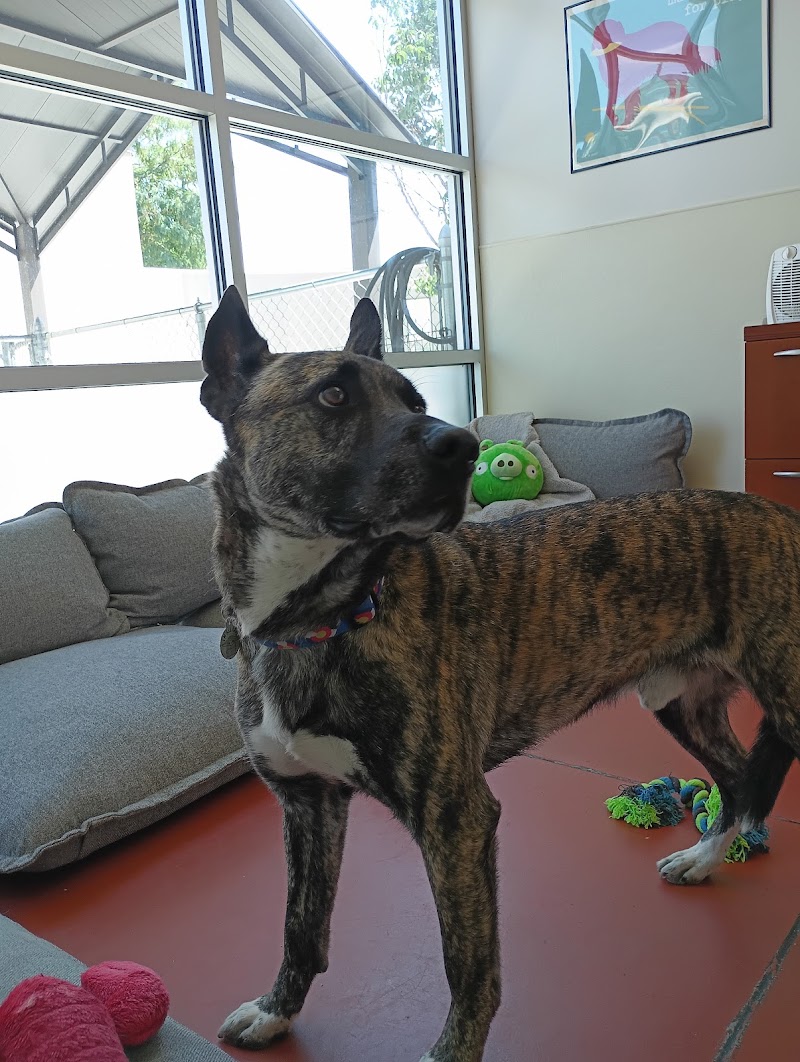 MaxFund Dog Shelter photo 2