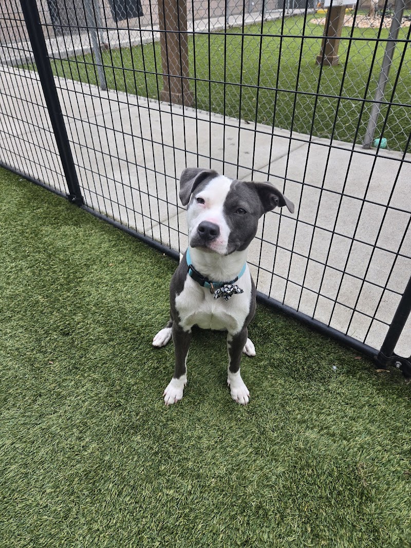 MaxFund Dog Shelter photo 3