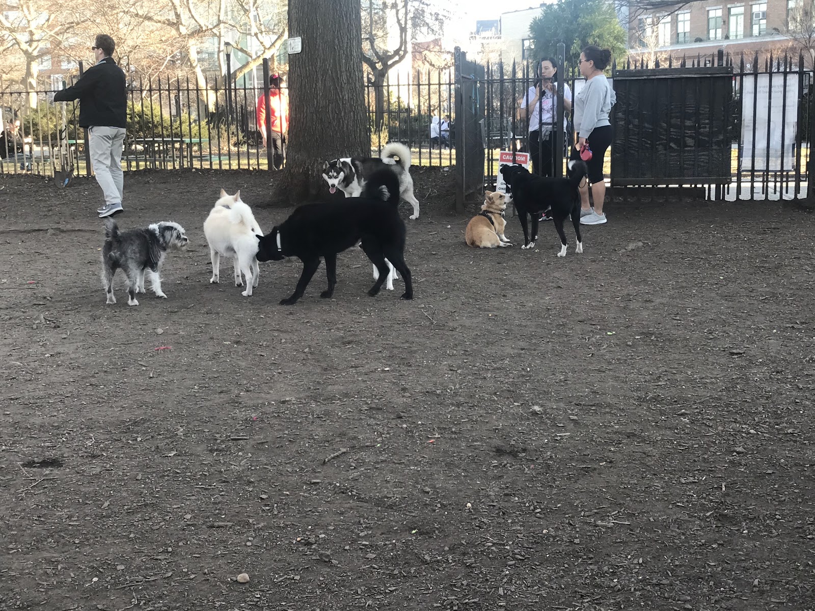 McCarren Park Dog Run
