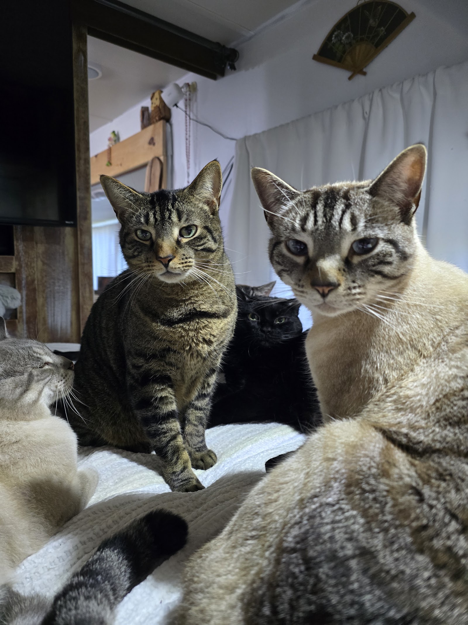 Medfield Animal Shelter