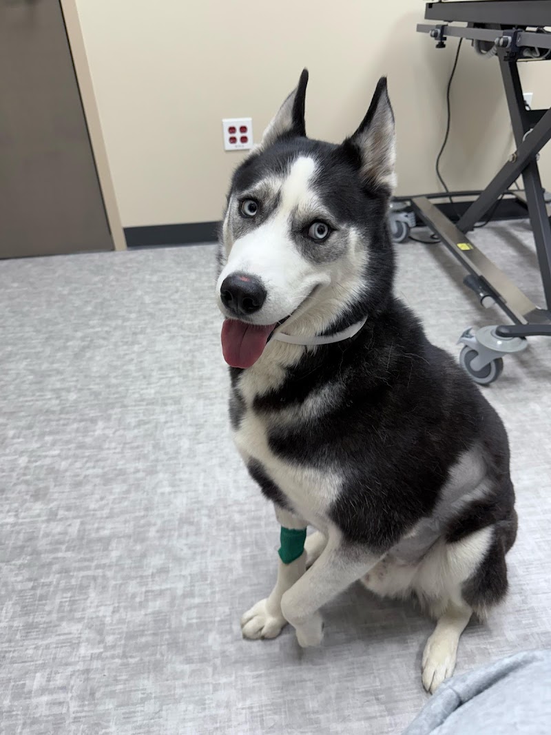 MedVet Austin photo 3