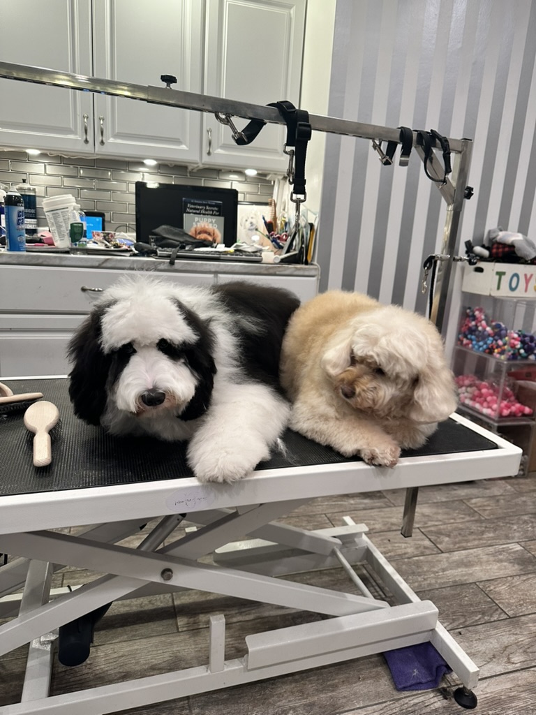 MFD Grooming & Wellness photo 2