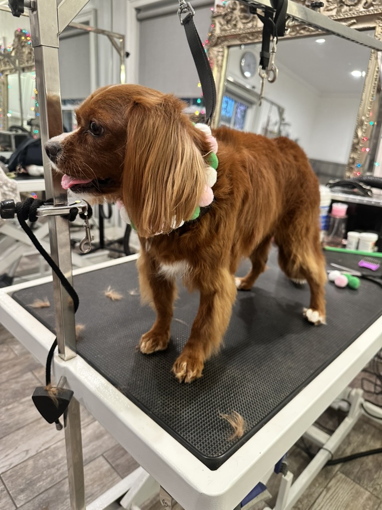 MFD Grooming & Wellness photo 3