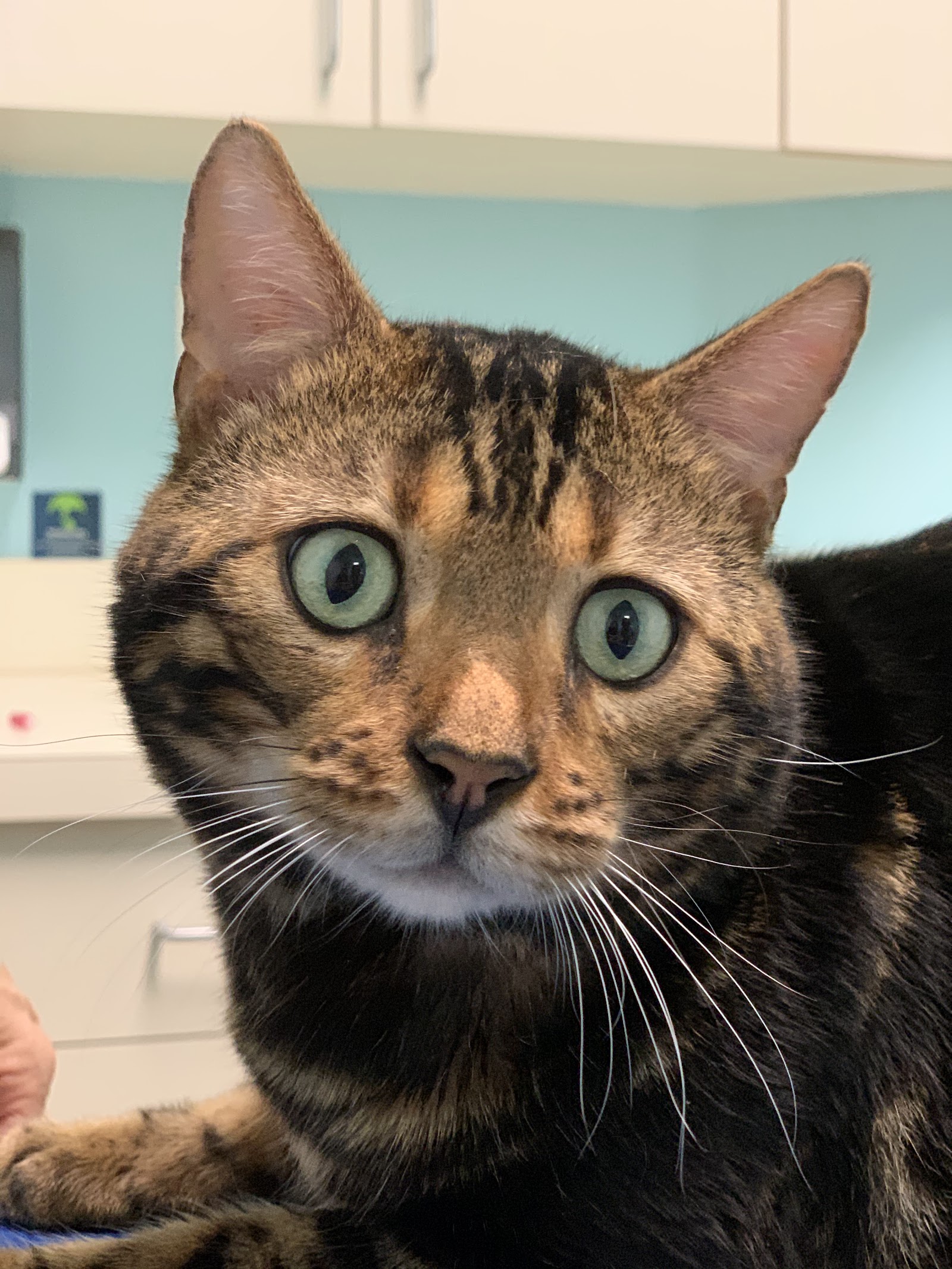 Miami Beach Animal Wellness and Specialty Center