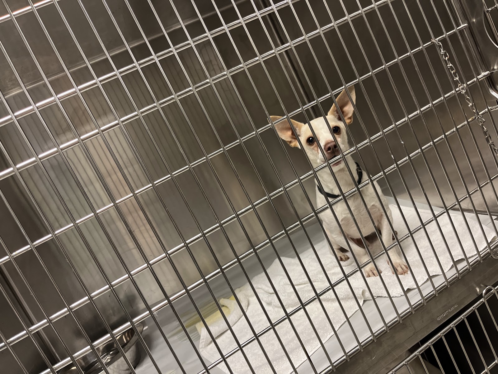 Miami-Dade Animal Services Pet Adoption & Protection Center