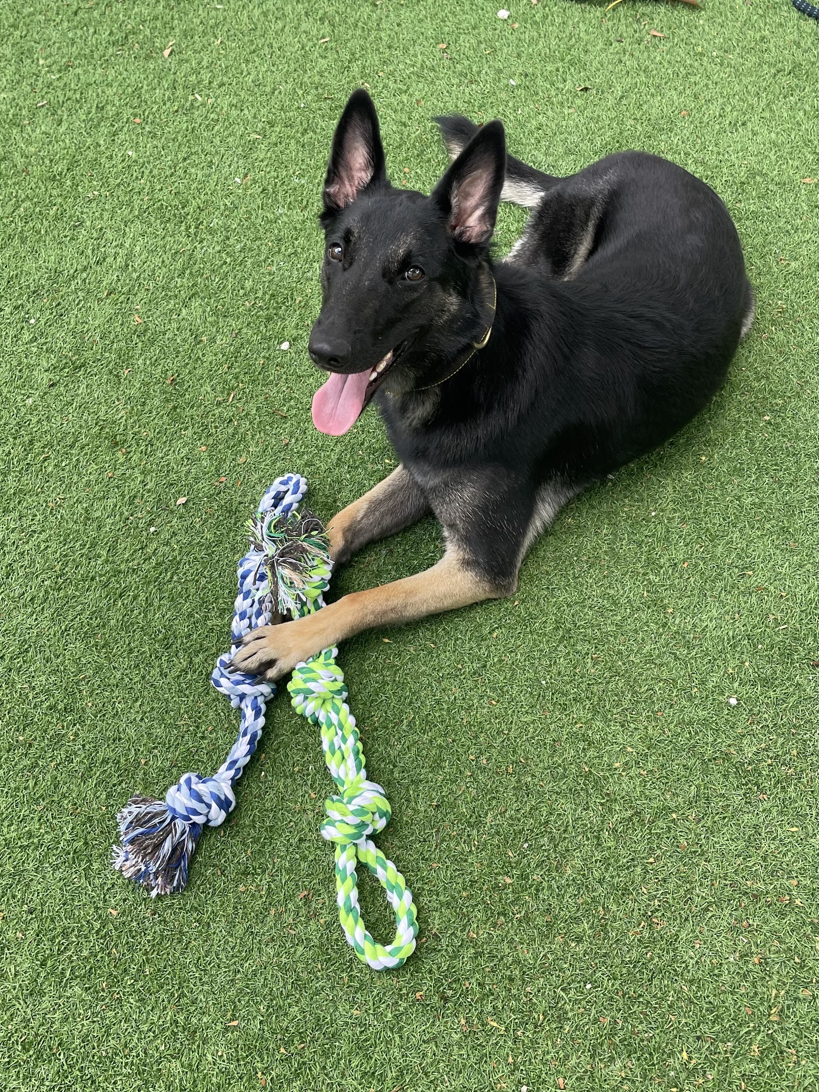 Miami Dog School