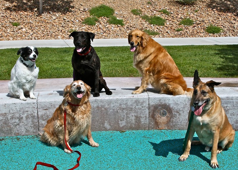 Michael's Angel Paws photo 2