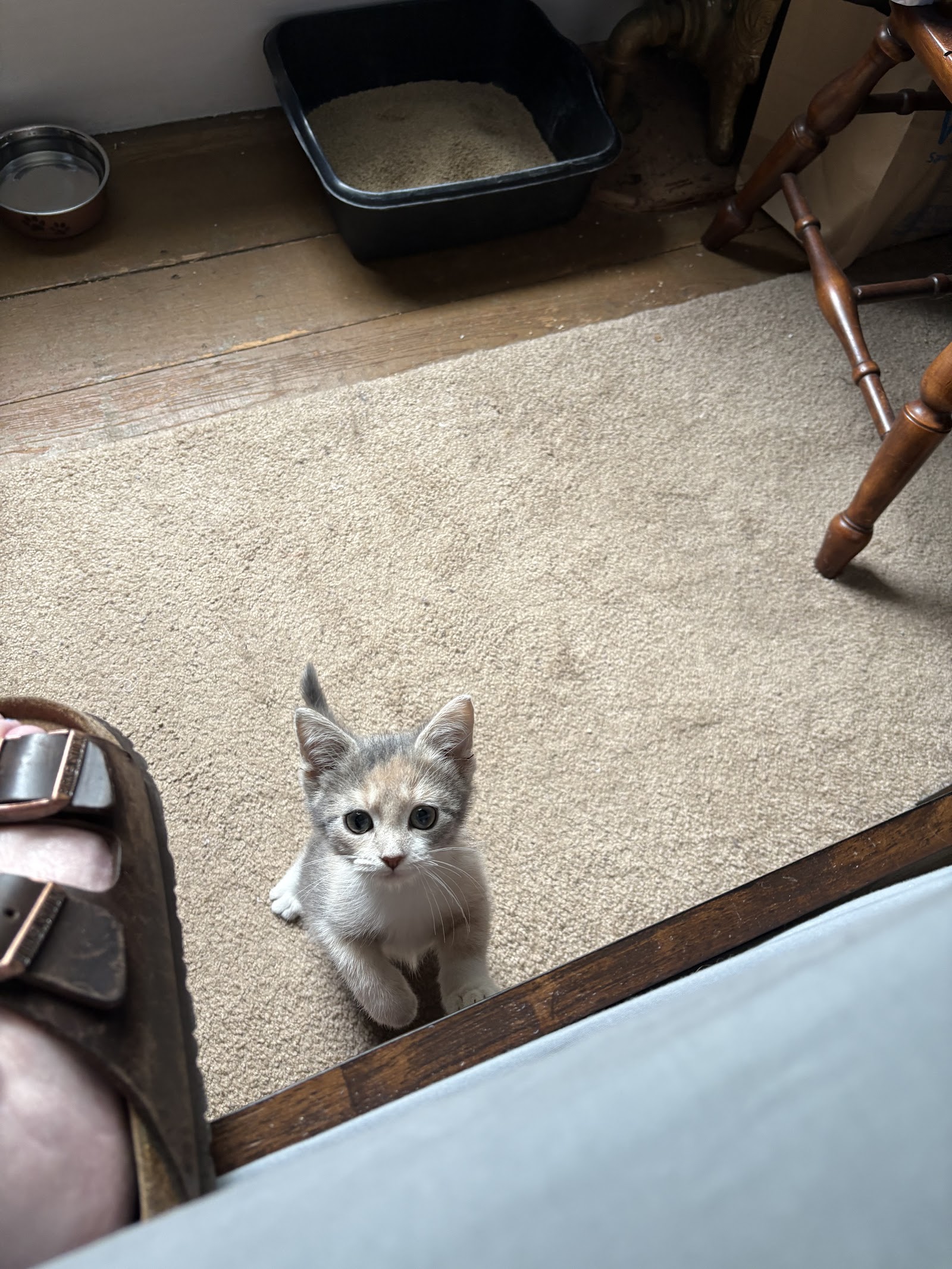 Midcoast Humane