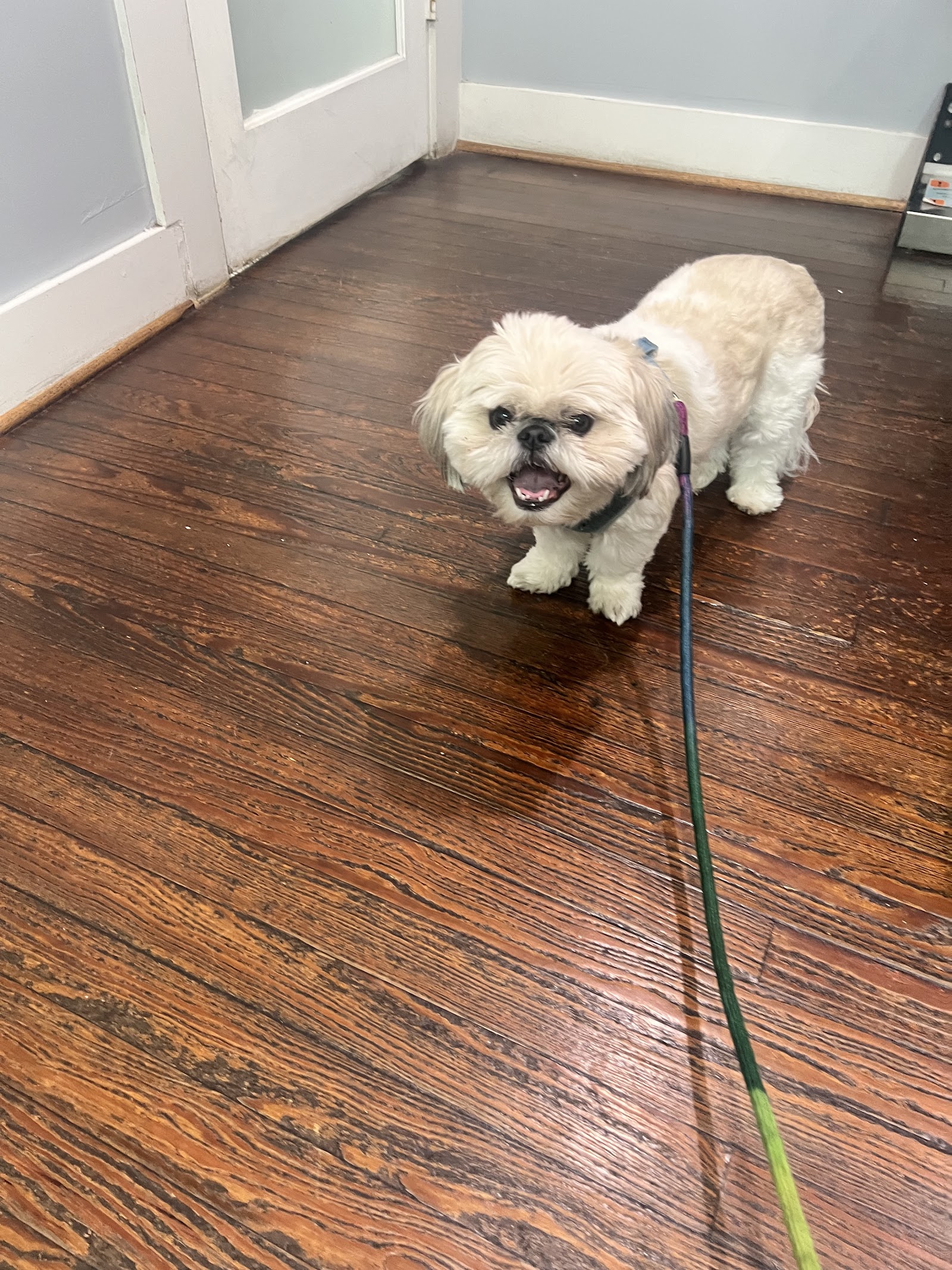 Midtown Veterinary Hospital