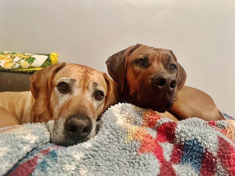 Mile High Pet Sitters LLC