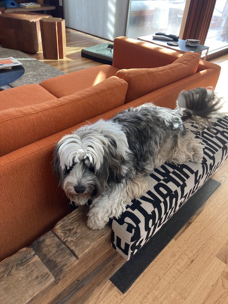 Mile High Pet Sitters LLC photo 2