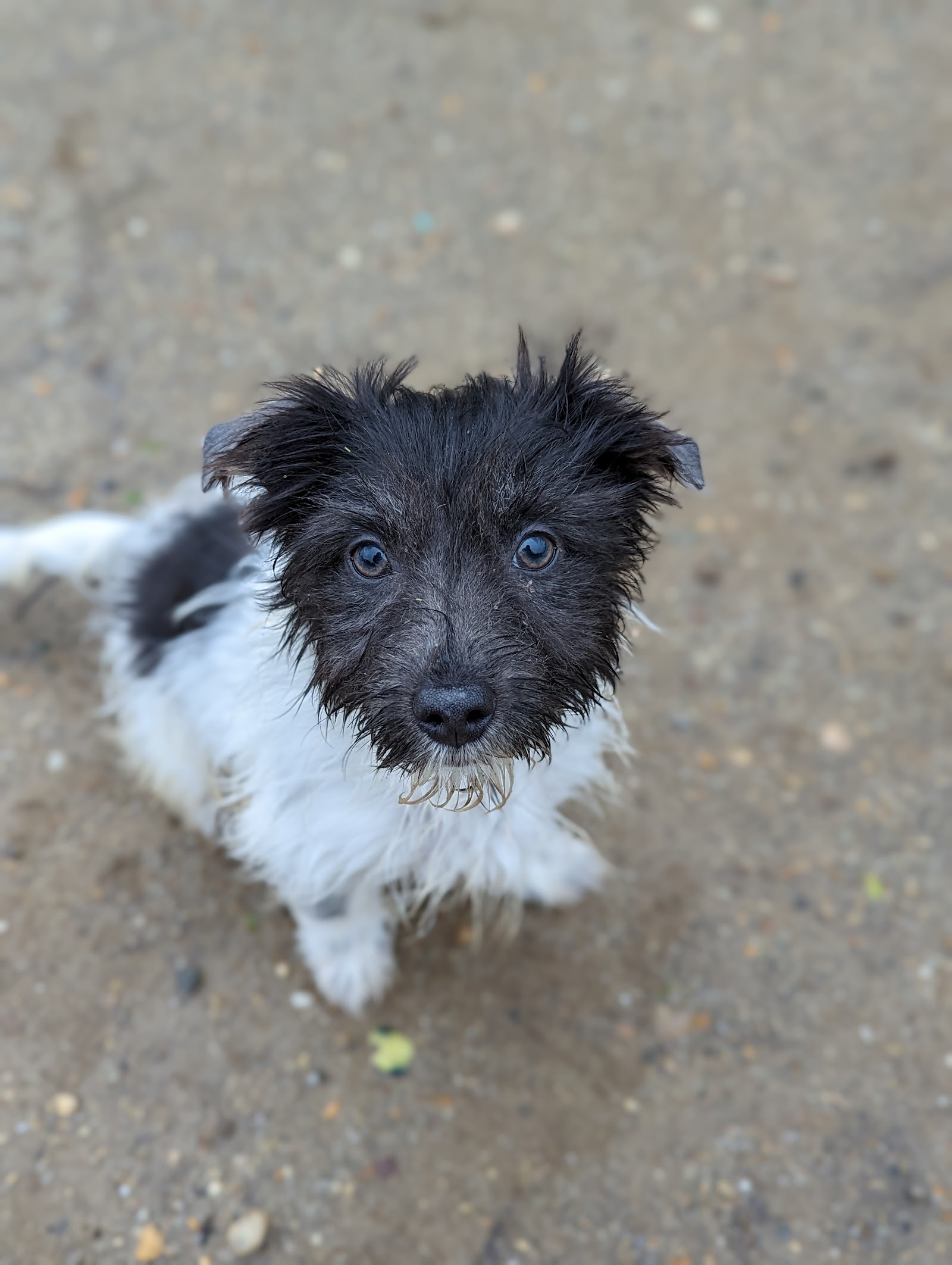Miles to Freedom Animal Rescue