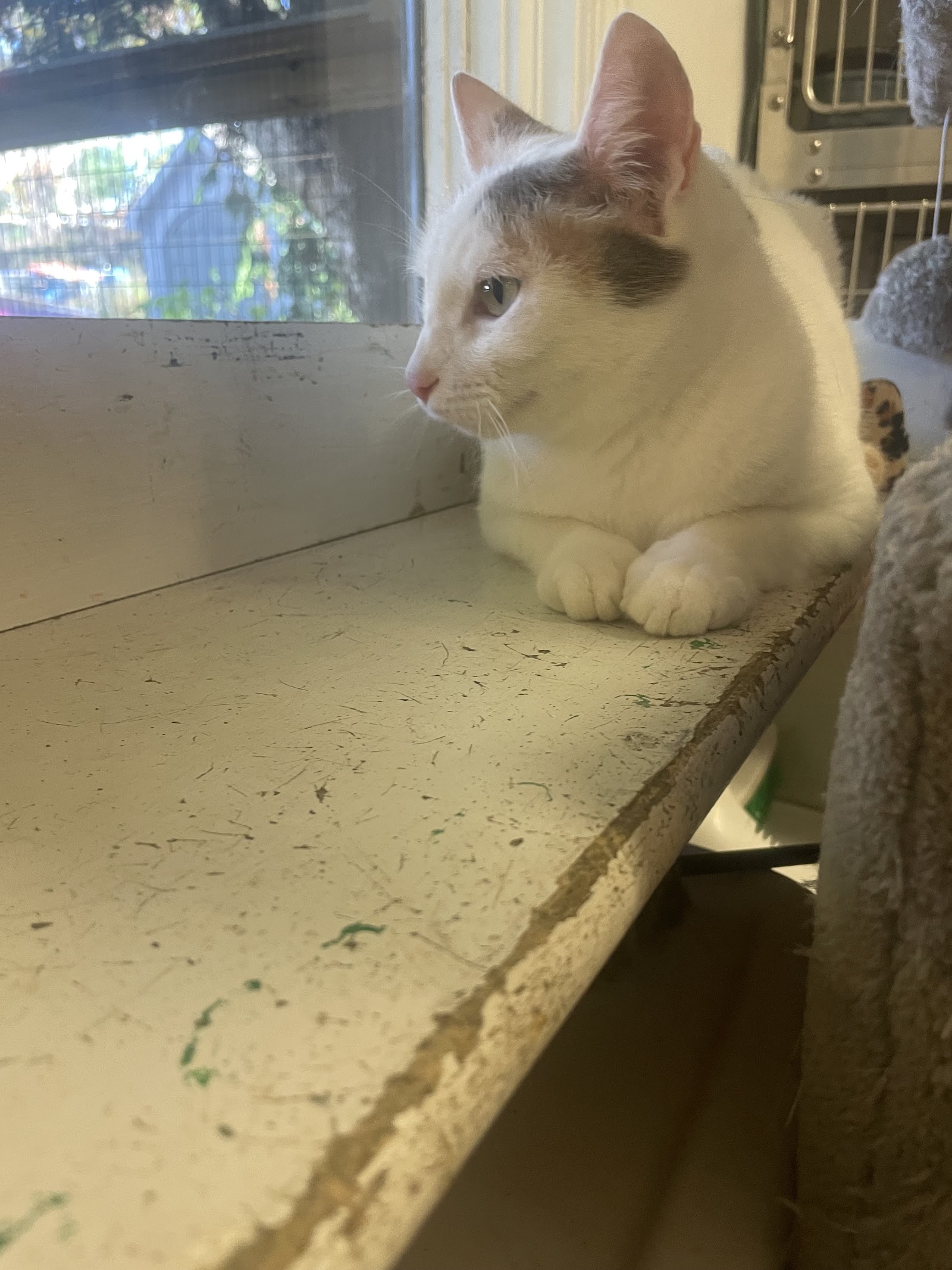 Milton Animal League