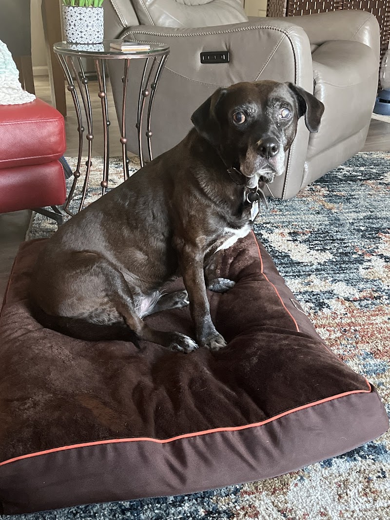 Miss Netty's Pet Services photo 2