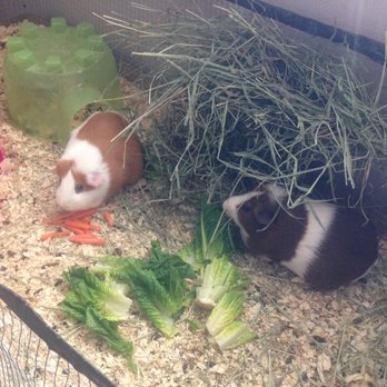 Miss Netty's Pet Services photo 3